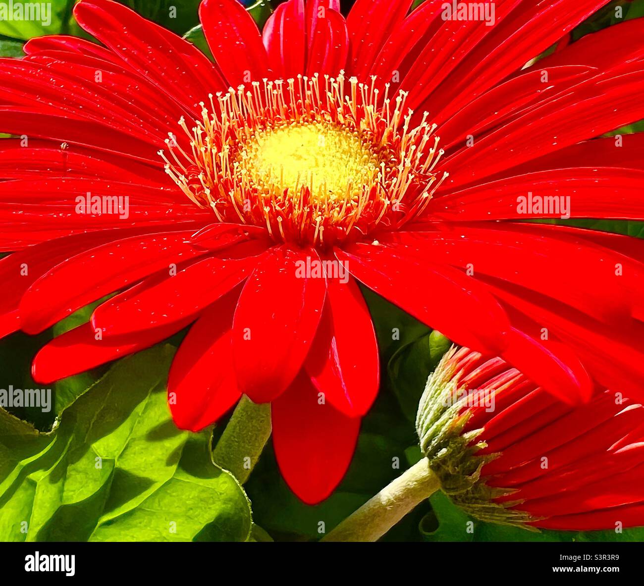 Red Barberton Daisies Stock Photo Alamy