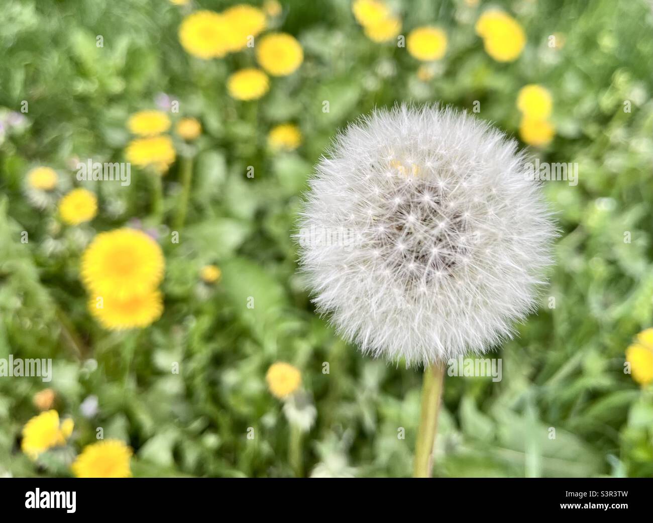 Taraxacum Erythrospermum flower head or red-seeded Dandelion seed head fluffy structure or pappus flowering in Spring - Smartphone Captured Stock Image