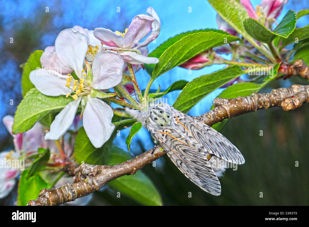 Puss moth (Cerula Vinula) female resting on apple blossom tree, Hampshire, United Kingdom - Smartphone Captured Stock Image
