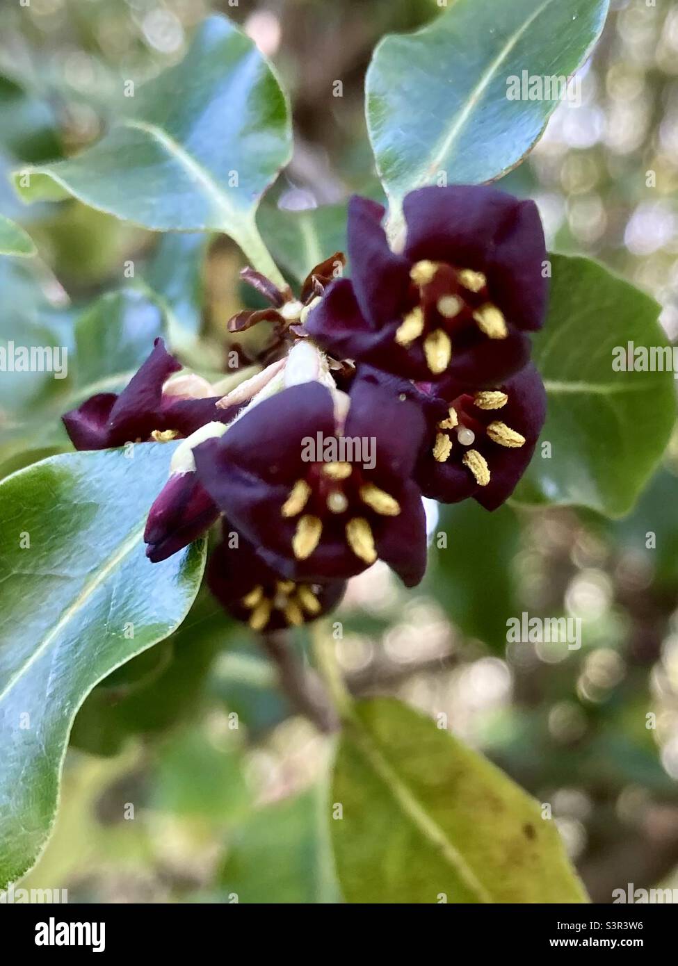 Wild Kohuhu Blossom. Tiny black flowers, scented only at night. This tree growing in the Freshwater area of The Isle of Wight, April 2022. Kohuhu is a Māori name. Stock Photo
