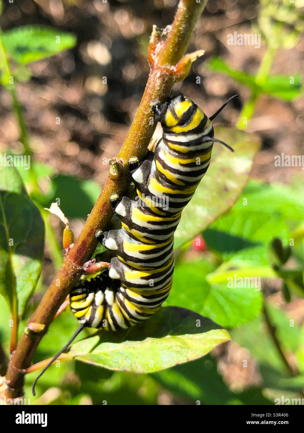 Monarch caterpillar on milkweed stem Stock Photo