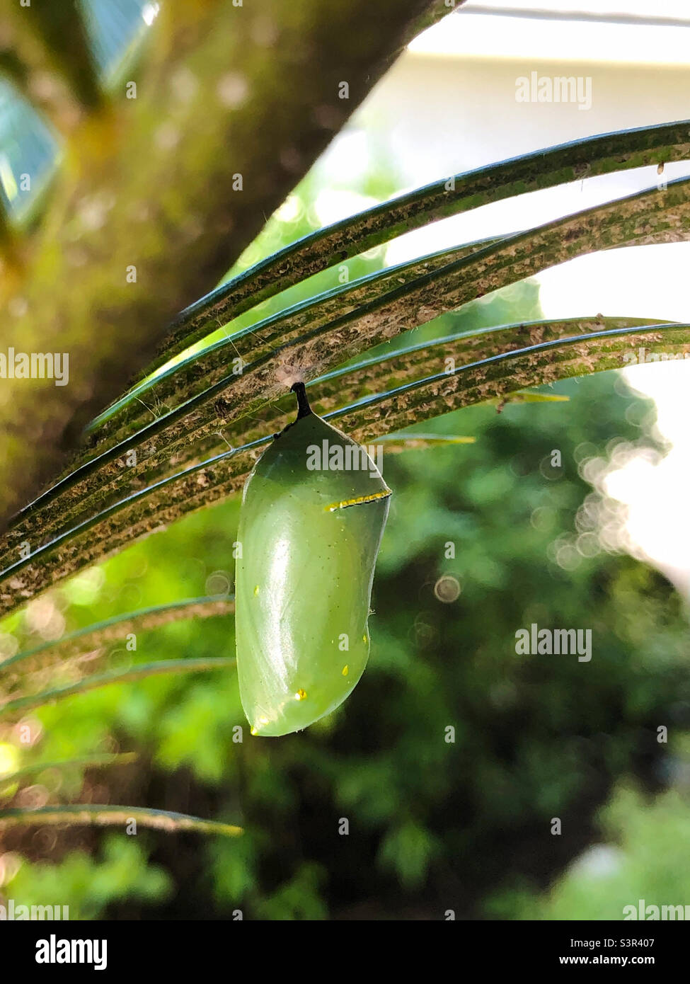Monarch butterfly chrysalis - Smartphone Captured Stock Image