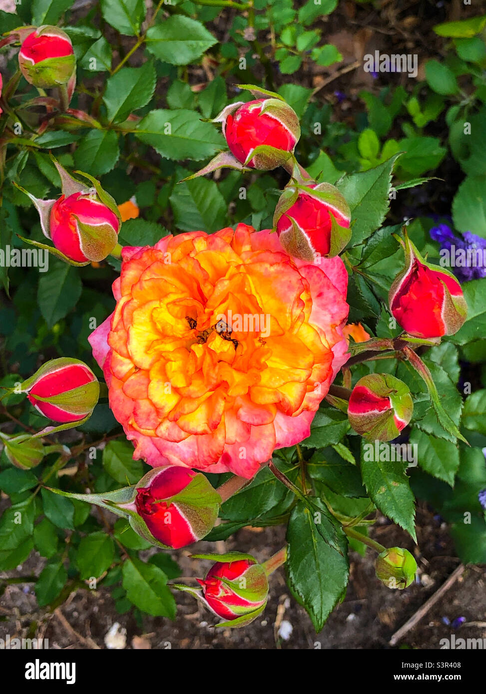 Single rose surrounded by rosebuds Stock Photo