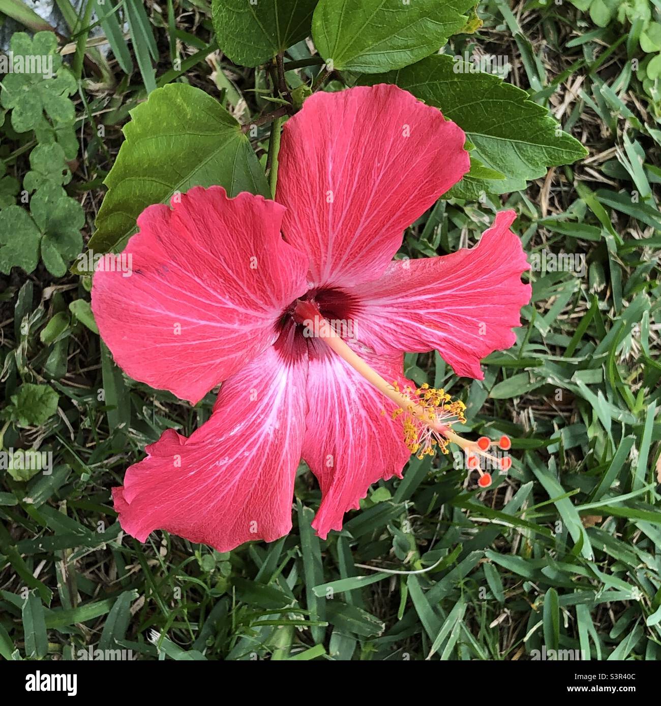 Red tropical hibiscus flower growing in a Florida garden - Smartphone Captured Stock Image