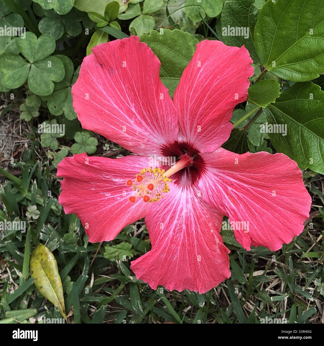 A red tropical Hibiscus flower in a Florida garden Stock Photo Alamy