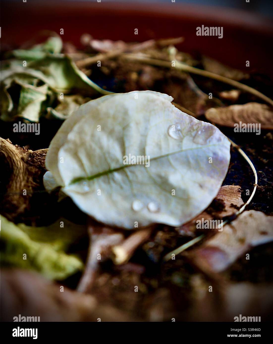 Spent bougainvillea flower holding water droplets. - Smartphone Captured Stock Image