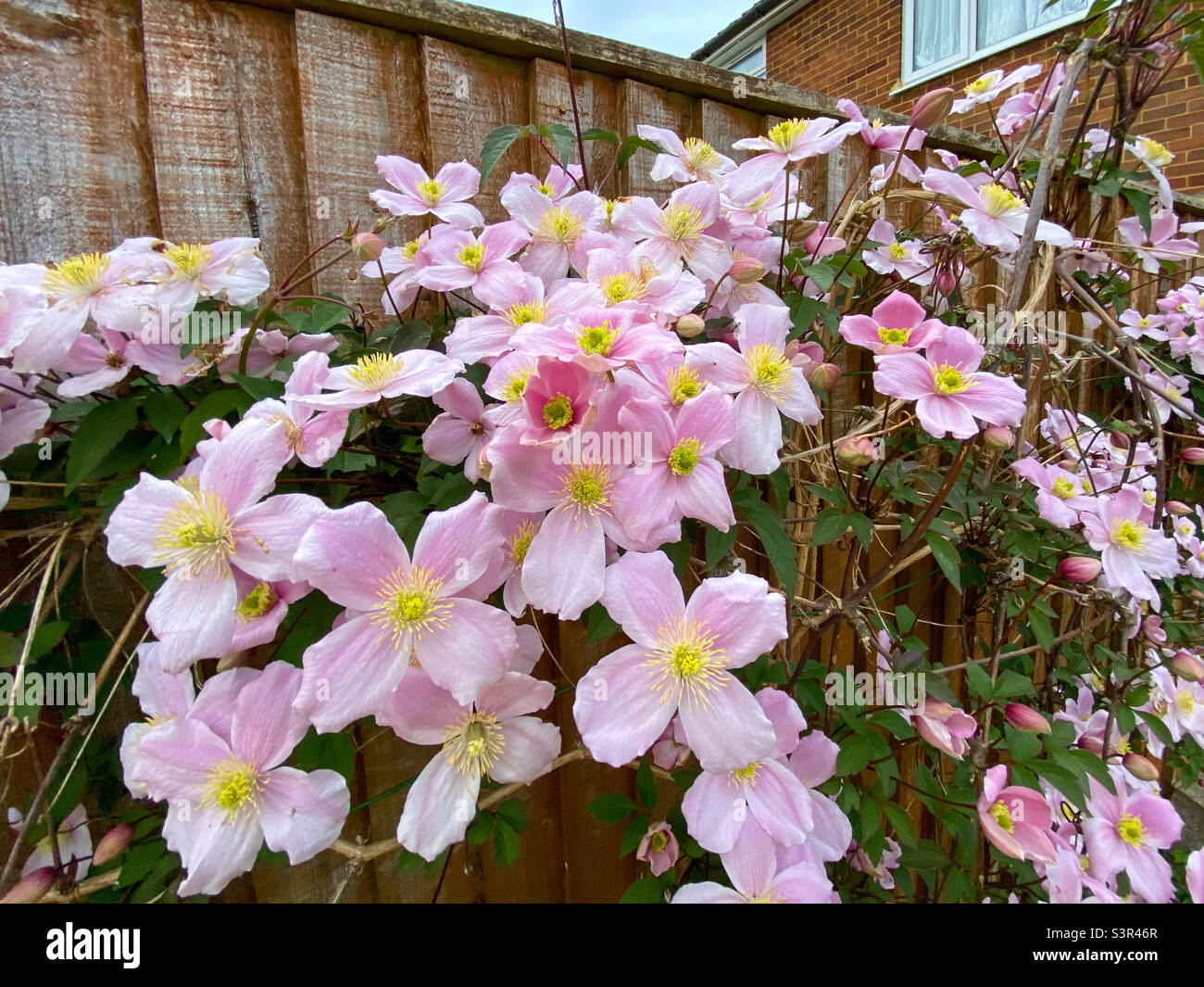 Clematis Montana growing up a garden fence, in full bloom with many pink flowers. Stock Photo