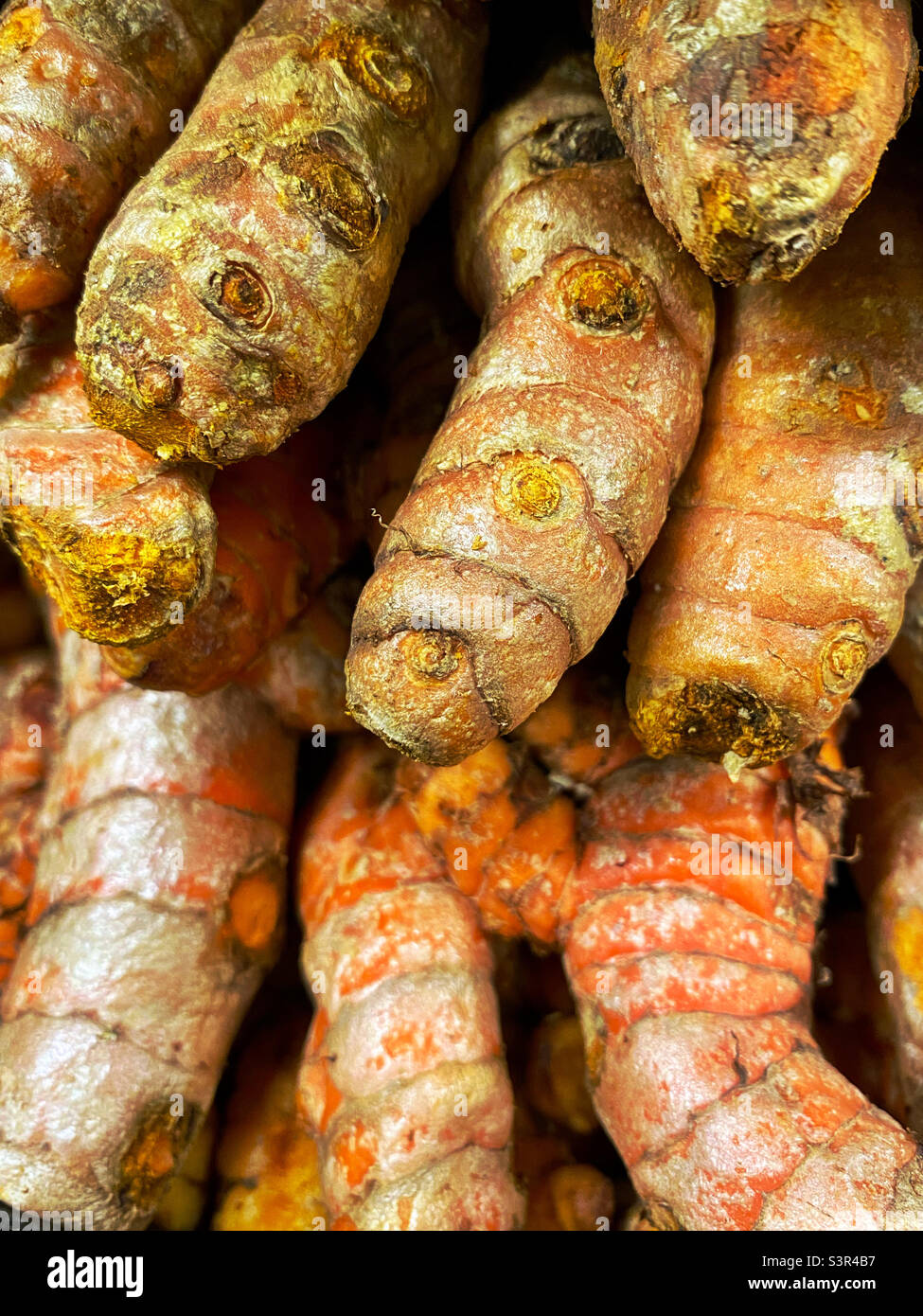 Turmeric roots - Smartphone Captured Stock Image
