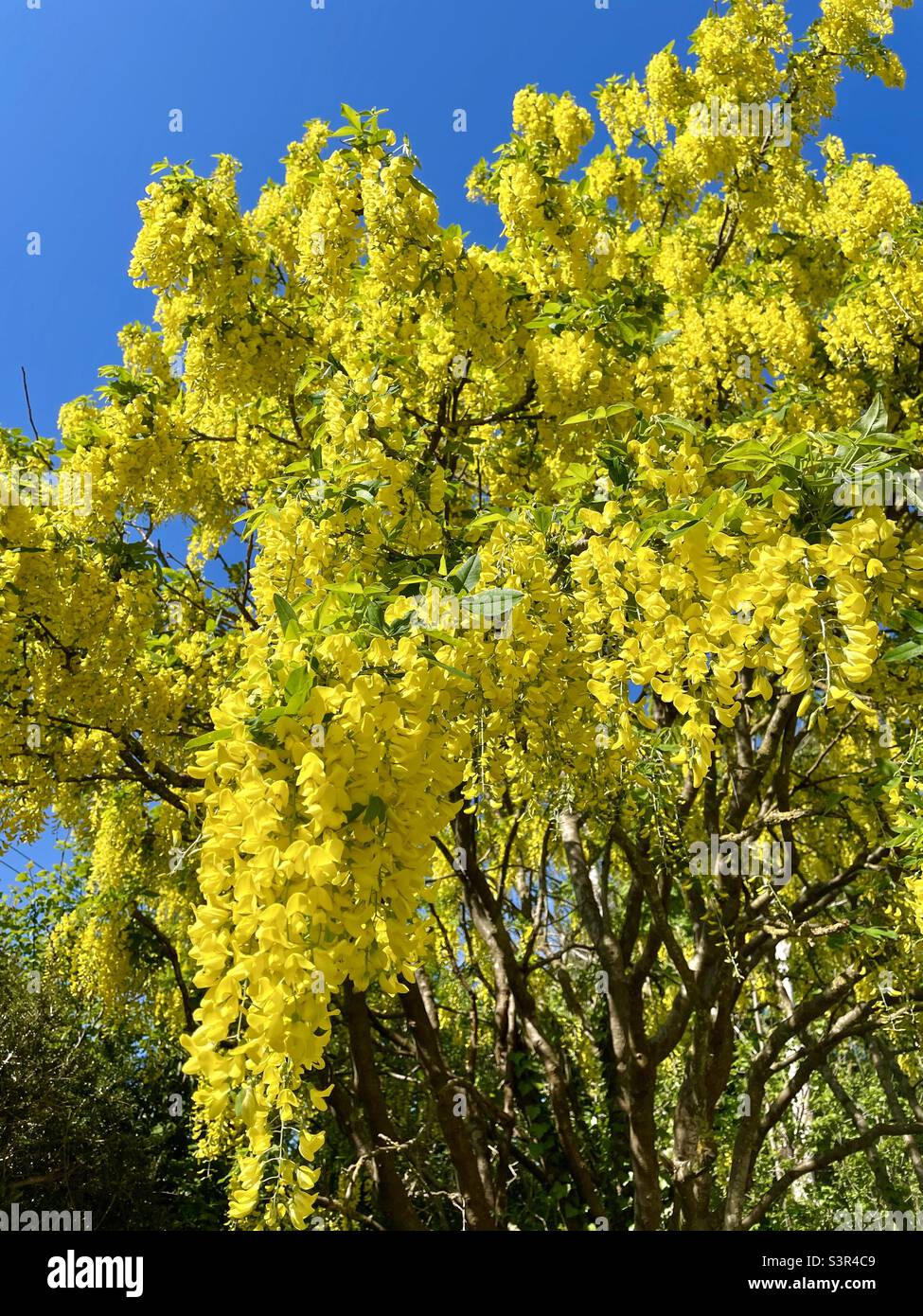 Flowering Laburnum tree against blue sky Stock Photo