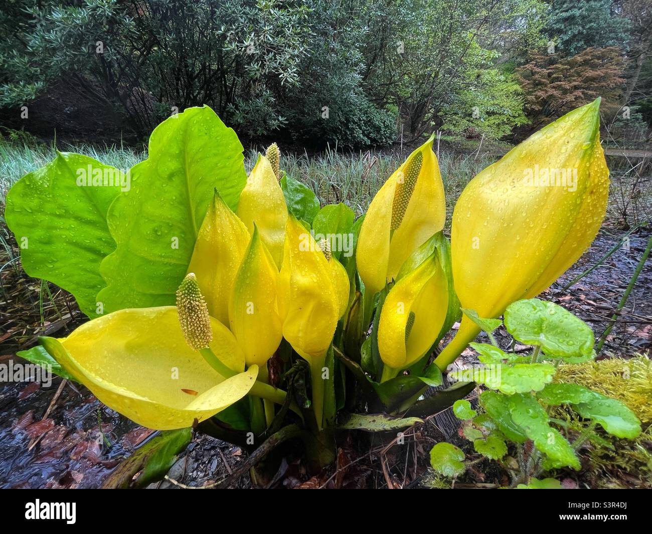 Skunk cabbage ( Lysichiton americanus ) growing near an ornamental pond in North Wales, April. Stock Photo