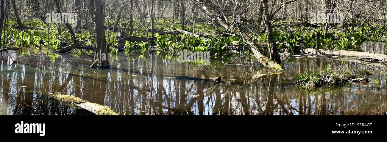 Northeast Ohio Marshes.  Cleveland Metroparks Swamps Stock Photo