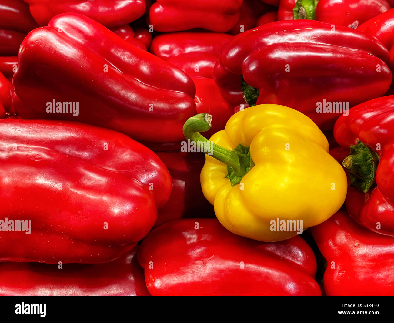 Colorful bell peppers - Smartphone Captured Stock Image