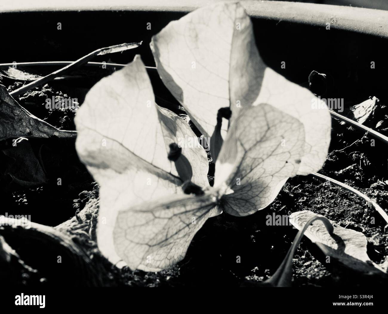 Black and white spent bougainvillea flower in full natural light. - Smartphone Captured Stock Image