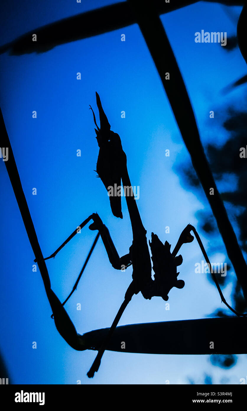 A conehead mantis in silhouette framed with blades of grass against a deep blue sky - Smartphone Captured Stock Image