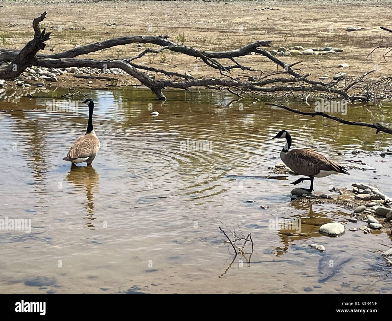 Geese exploring an inlet - Smartphone Captured Stock Image