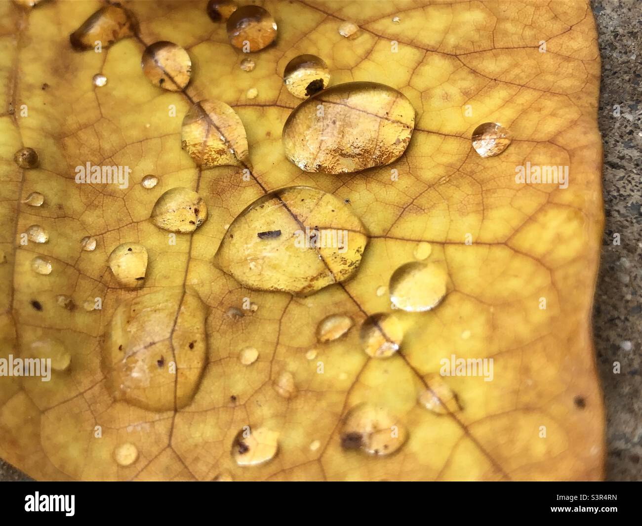 Water droplets on a fallen yellow leaf. - Smartphone Captured Stock Image