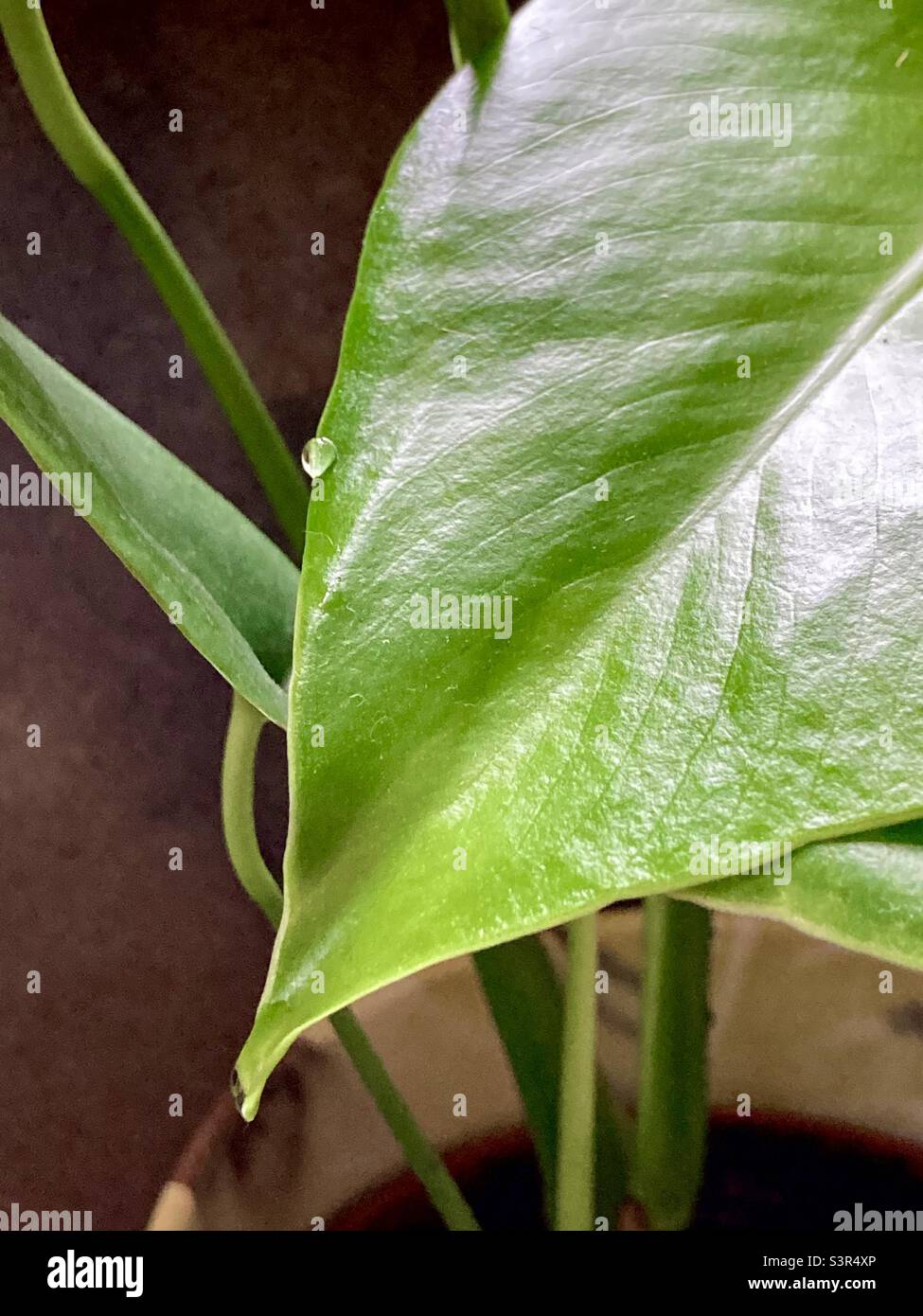 Guttation at leaves hi-res stock photography and images - Alamy