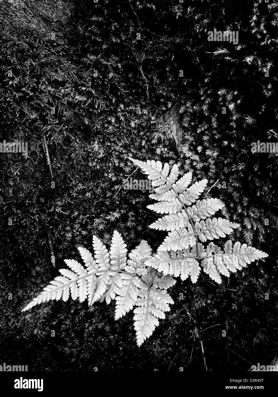 Two ferns growing in a damp mossy area. Black and white. Stock Photo