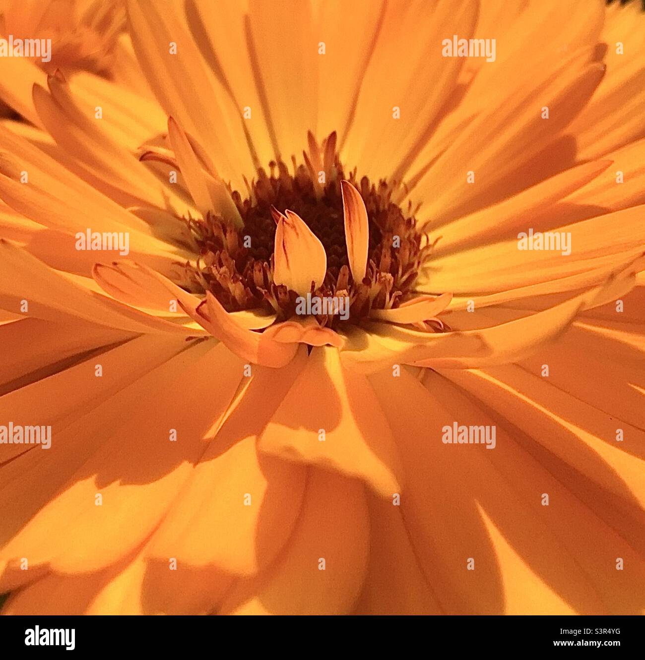 orange, marigold, energy, life, fun, beauty, light, joy nature, chi, awe - Smartphone Captured Stock Image
