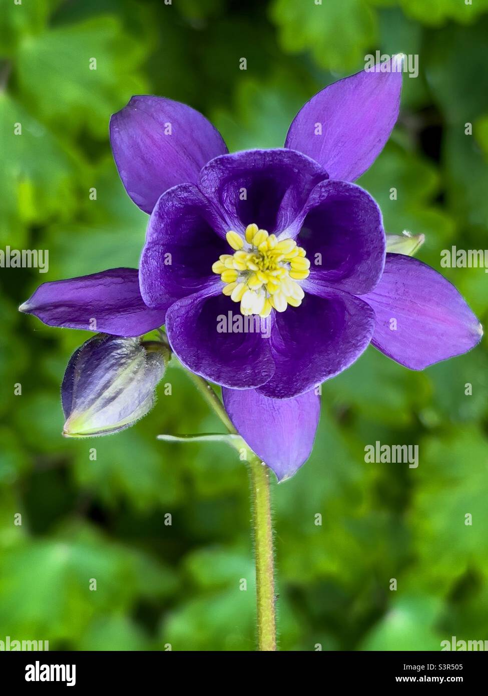 Aquilegia - Smartphone Captured Stock Image