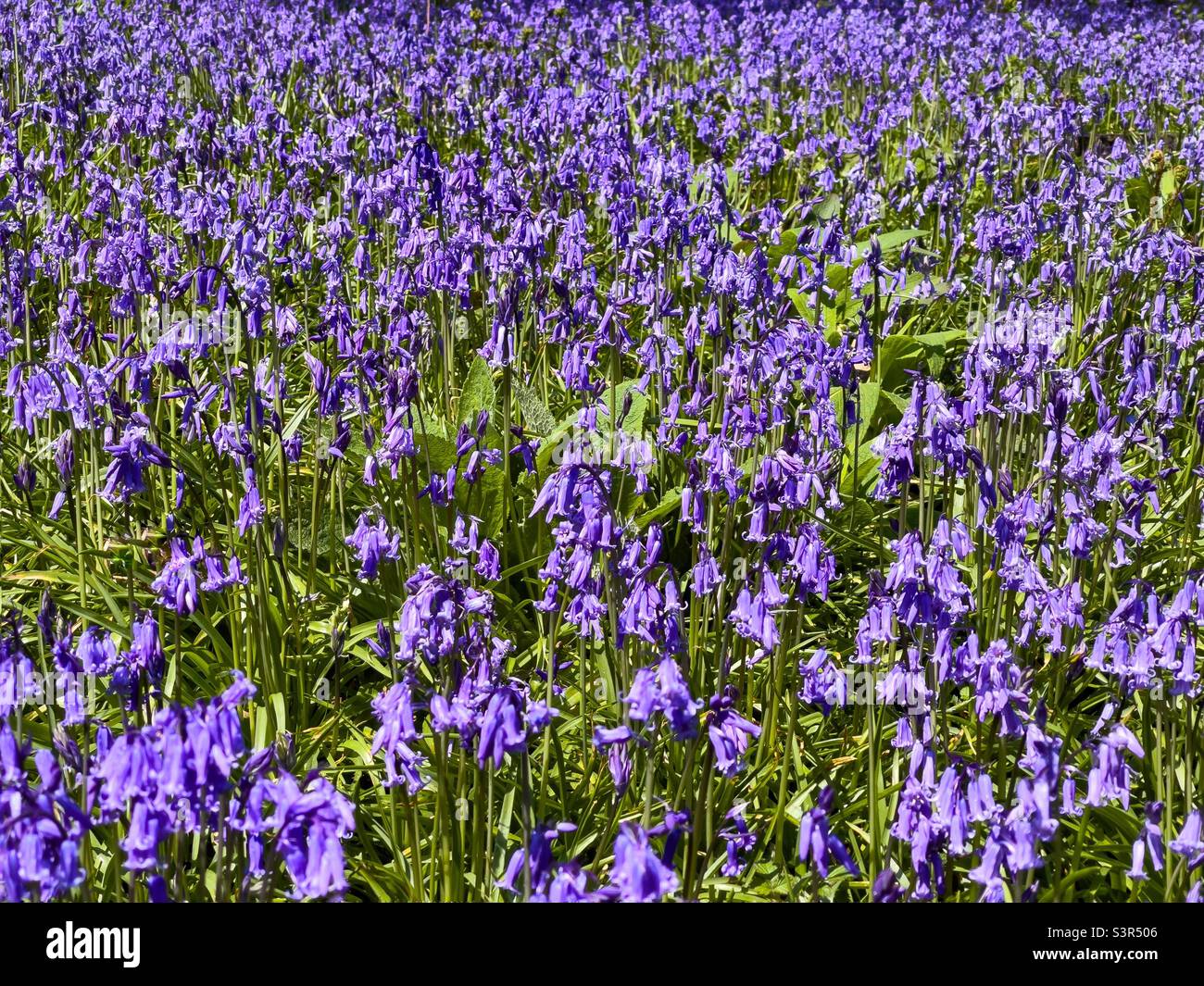 Field of bluebells - Smartphone Captured Stock Image