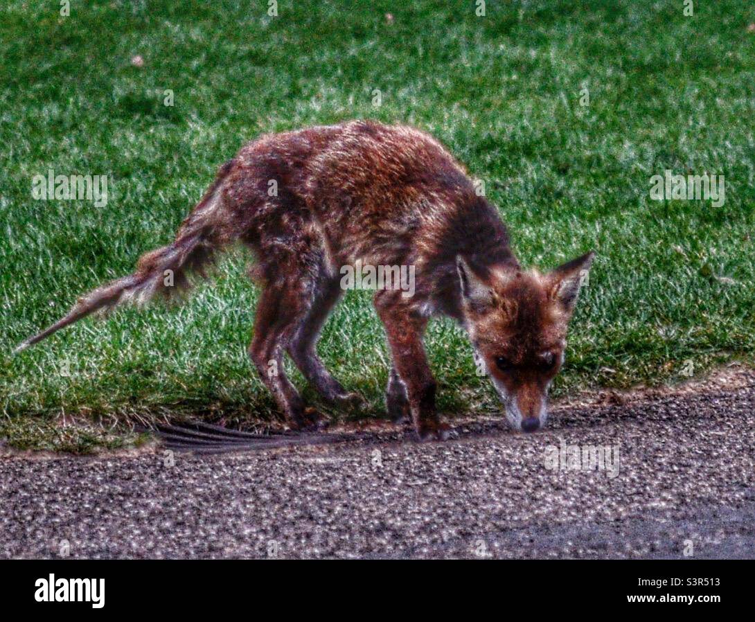 Fox in a park Stock Photo