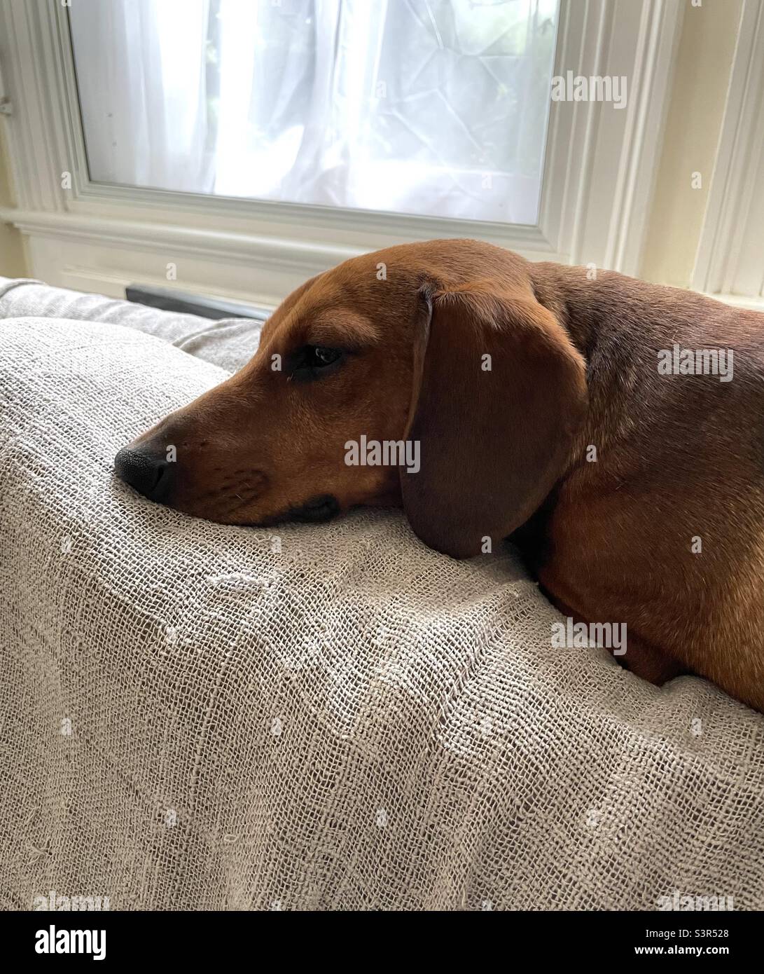 Dachshund resting at home - Smartphone Captured Stock Image