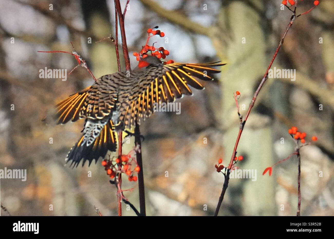 Yellow-shafted ,Northern Flicker, woodpecker, birds of North America, wildlife, backyard photography, mountain ash, berries Stock Photo