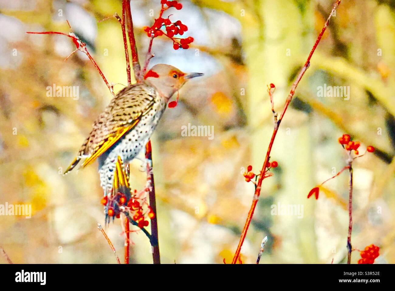 Yellow-shafted ,Northern Flicker, woodpecker, birds of North America, wildlife, backyard photography, mountain ash, berries Stock Photo