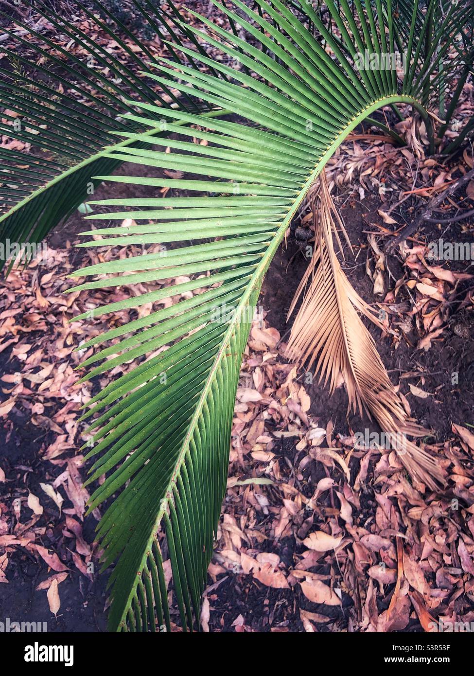 Fern Leaf - Smartphone Captured Stock Image