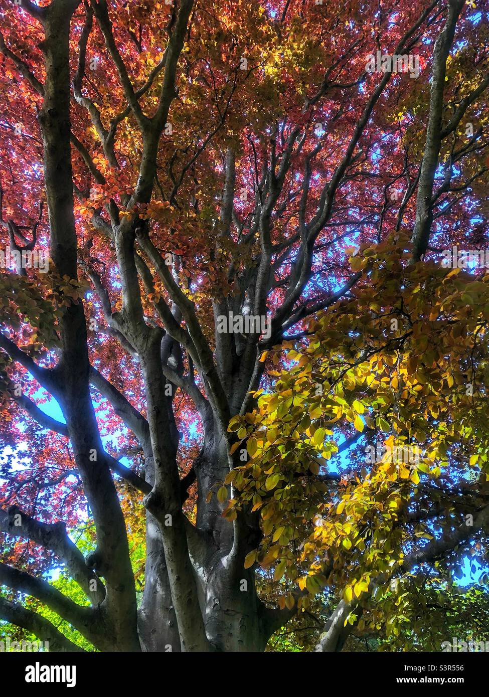Large copper beech tree in Holly hill woodland park, Hampshire United Kingdom. Spring 2022 - Smartphone Captured Stock Image