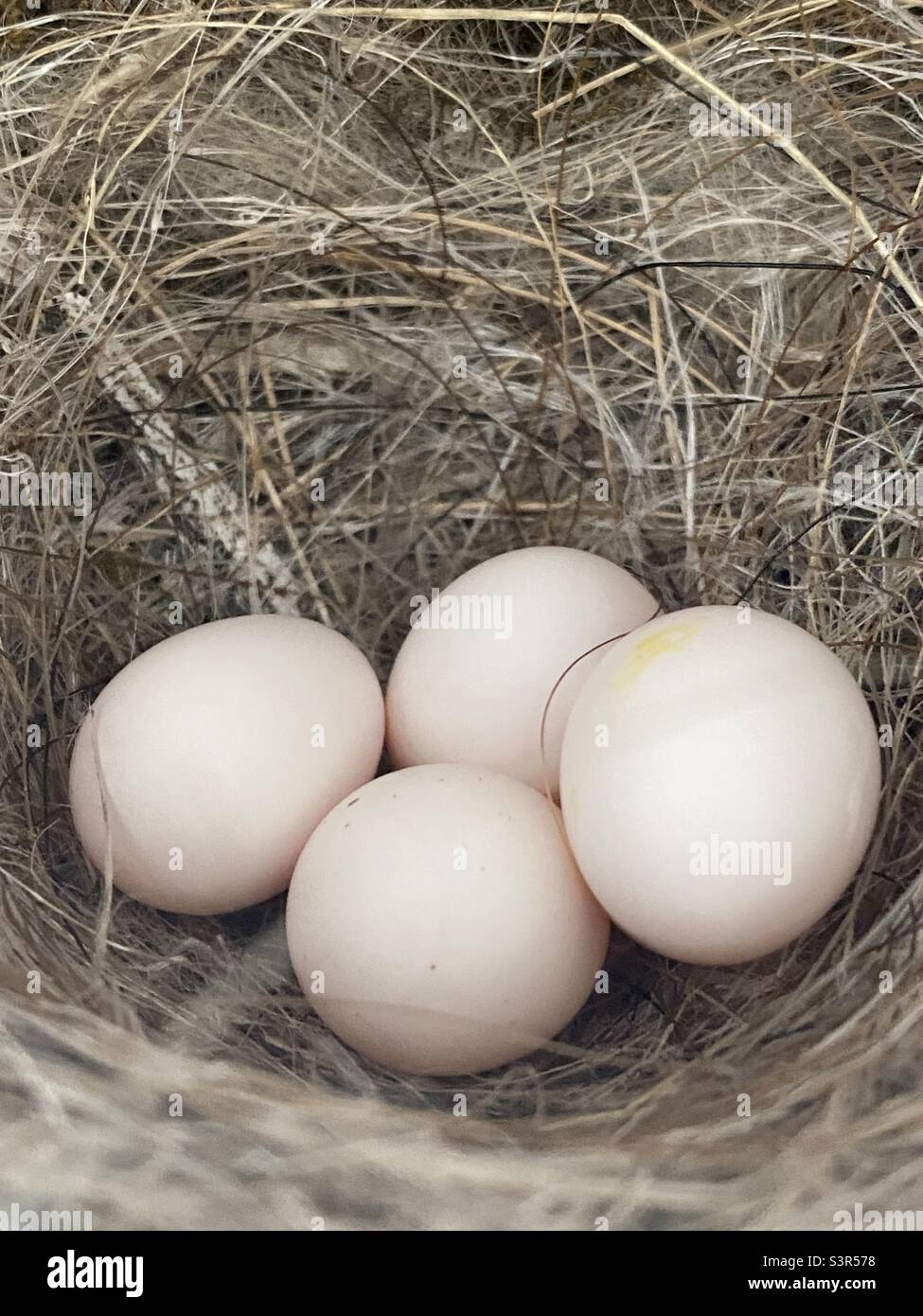 Eastern Phoebe Eggs