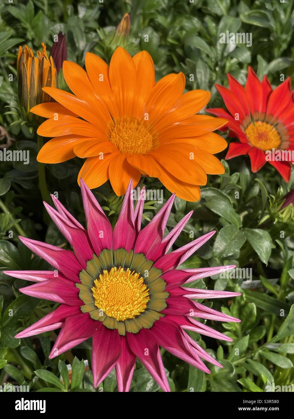 Gazania flowers Stock Photo