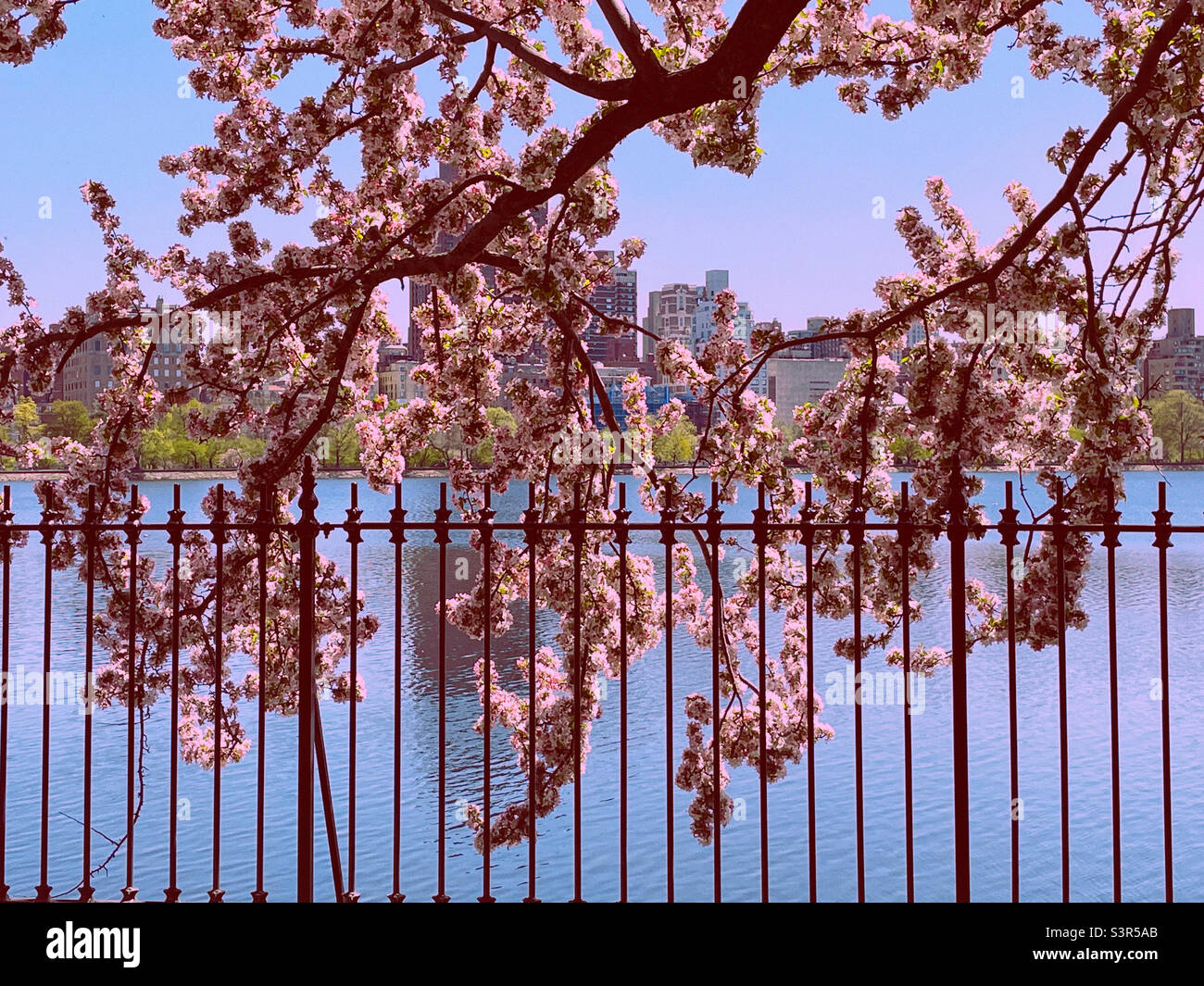 Kwanzan cherry trees blooming over the running track at the Reservoir in central park, 2022, New York City, USA - Smartphone Captured Stock Image