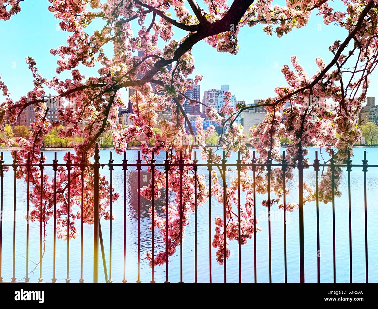 Kwanzan cherry tree blooming over the running track at the Reservoir in central park, spring time, 2022, NYC, USA - Smartphone Captured Stock Image