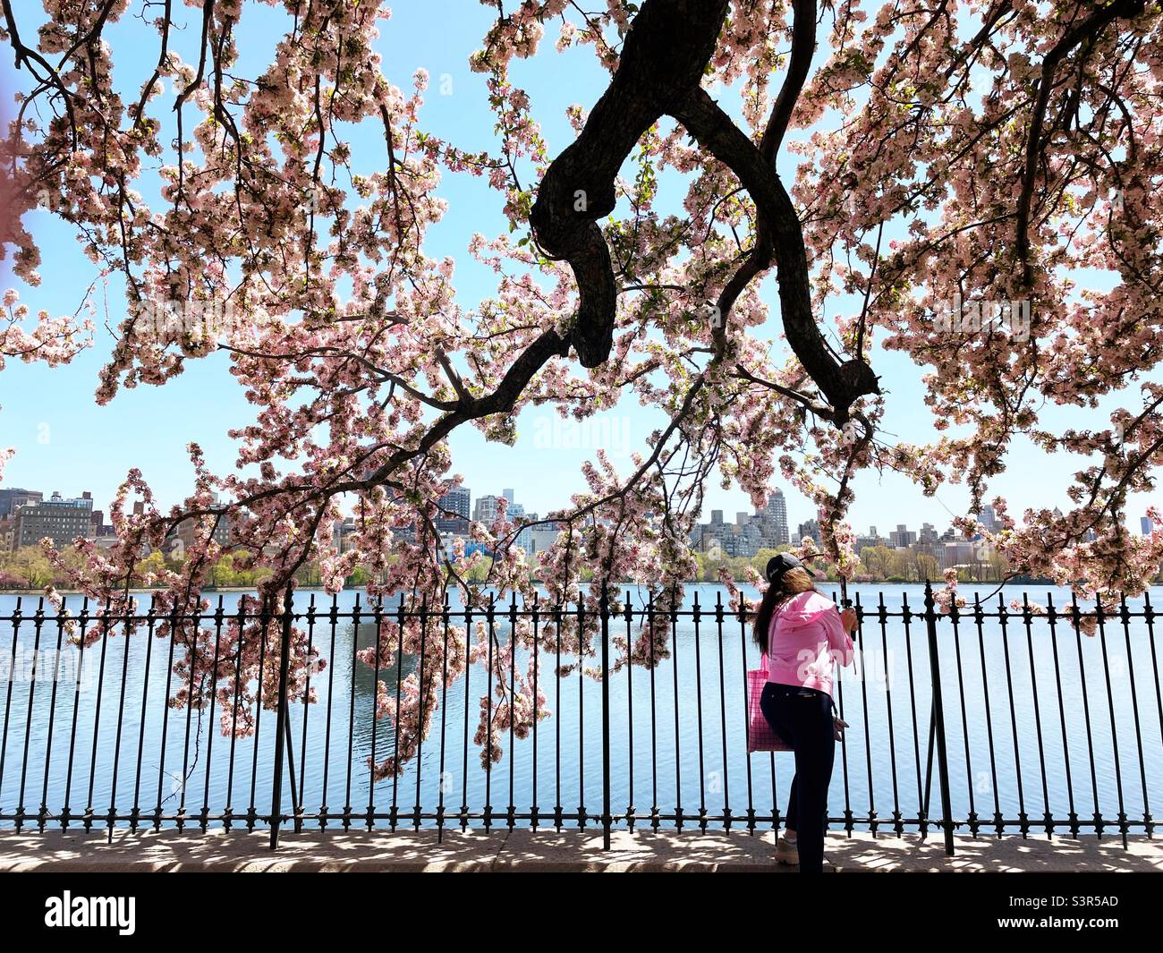 Young woman taking a cell phone photo of Blooming Kwanzan cherry trees on the running track at the Reservoir in central park, 2022, NYC, USA - Smartphone Captured Stock Image