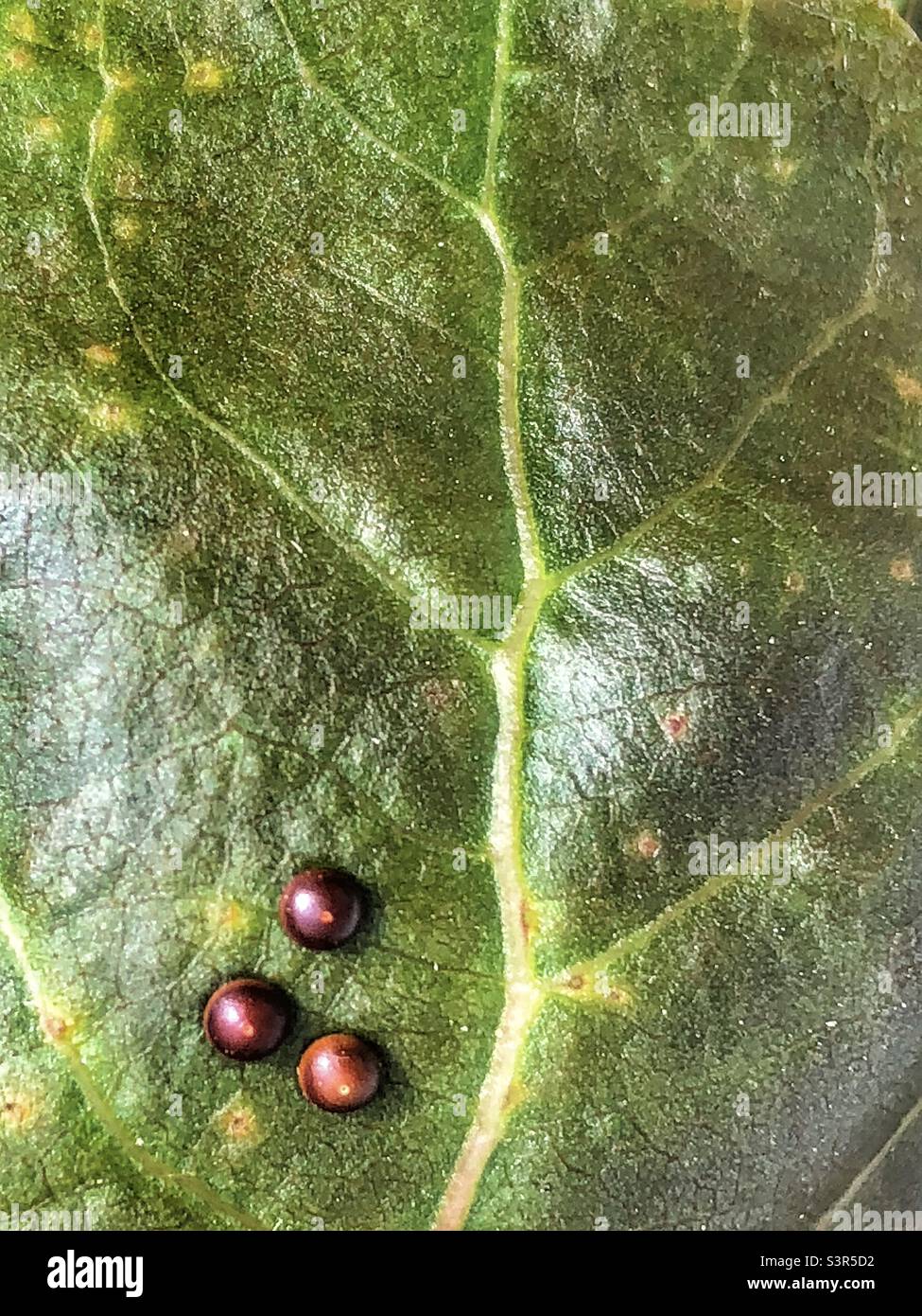 Wild Puss moth eggs laid on top of a poplar leaf disguised as leaf galls. Bishopstoke Hampshire, Spring 2022 Stock Photo