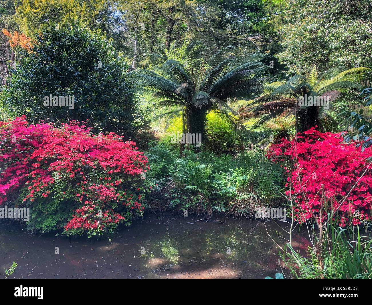 Holly hill woodland park, Sarisbury Green, Southampton - Smartphone Captured Stock Image