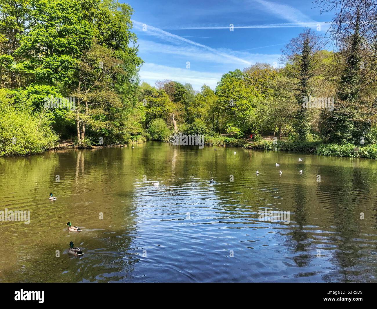 Holly hill woodland park pond, Sarisbury Green, Southampton. Spring 2022 - Smartphone Captured Stock Image