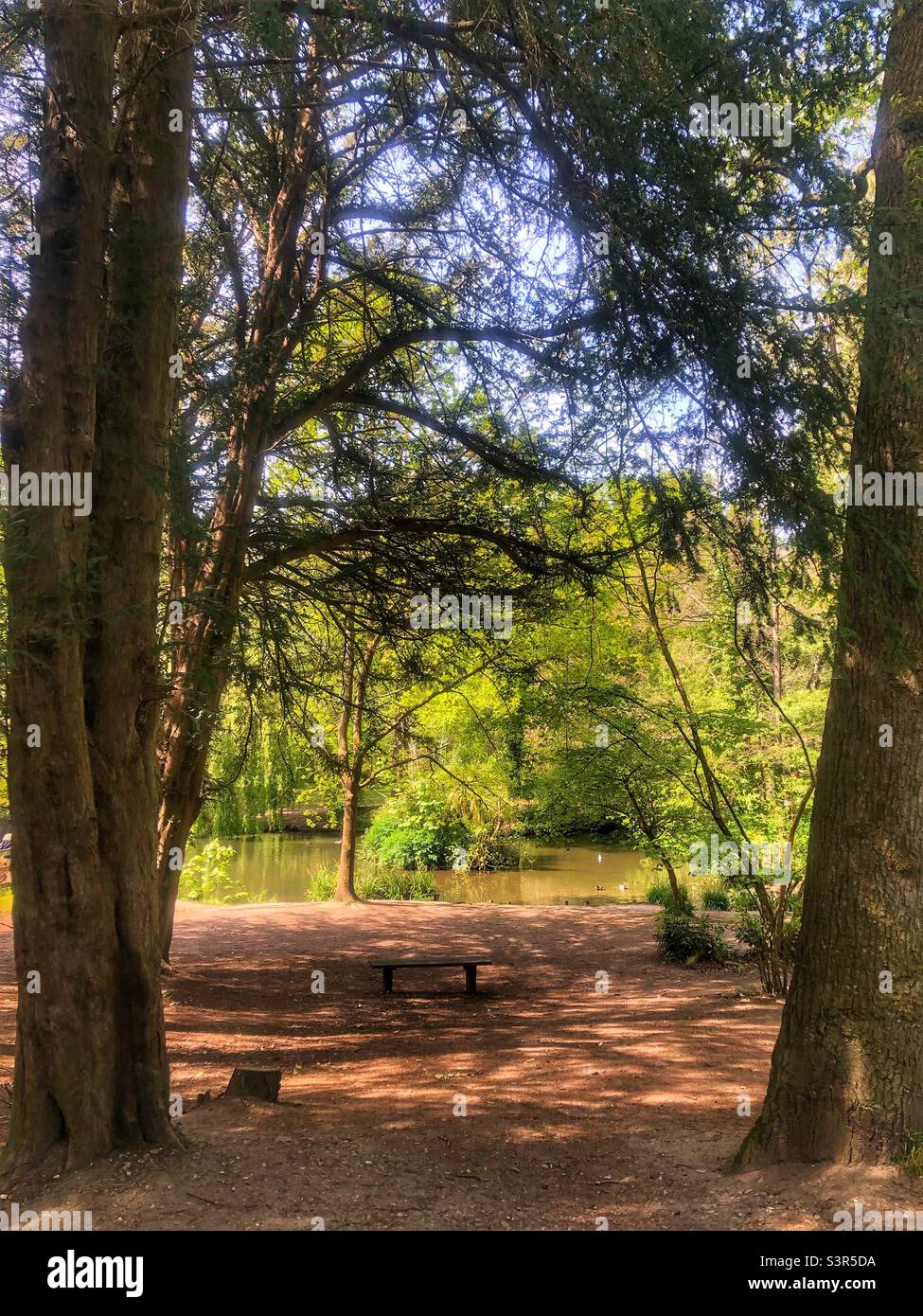 Holly hill woodland park pond, Sarisbury Green, Southampton - Smartphone Captured Stock Image