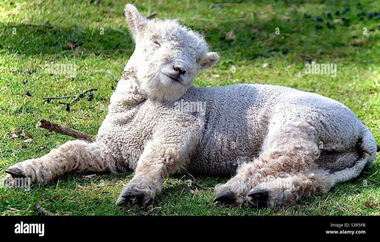 A lamb sunbathing at Christmas Tree Farm London Stock Photo Alamy