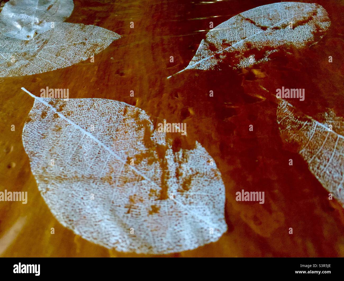 Painted leaves. A leaf design on a transparent plastic tablecloth, inspired by fallen leaves. Simple pattern. - Smartphone Captured Stock Image
