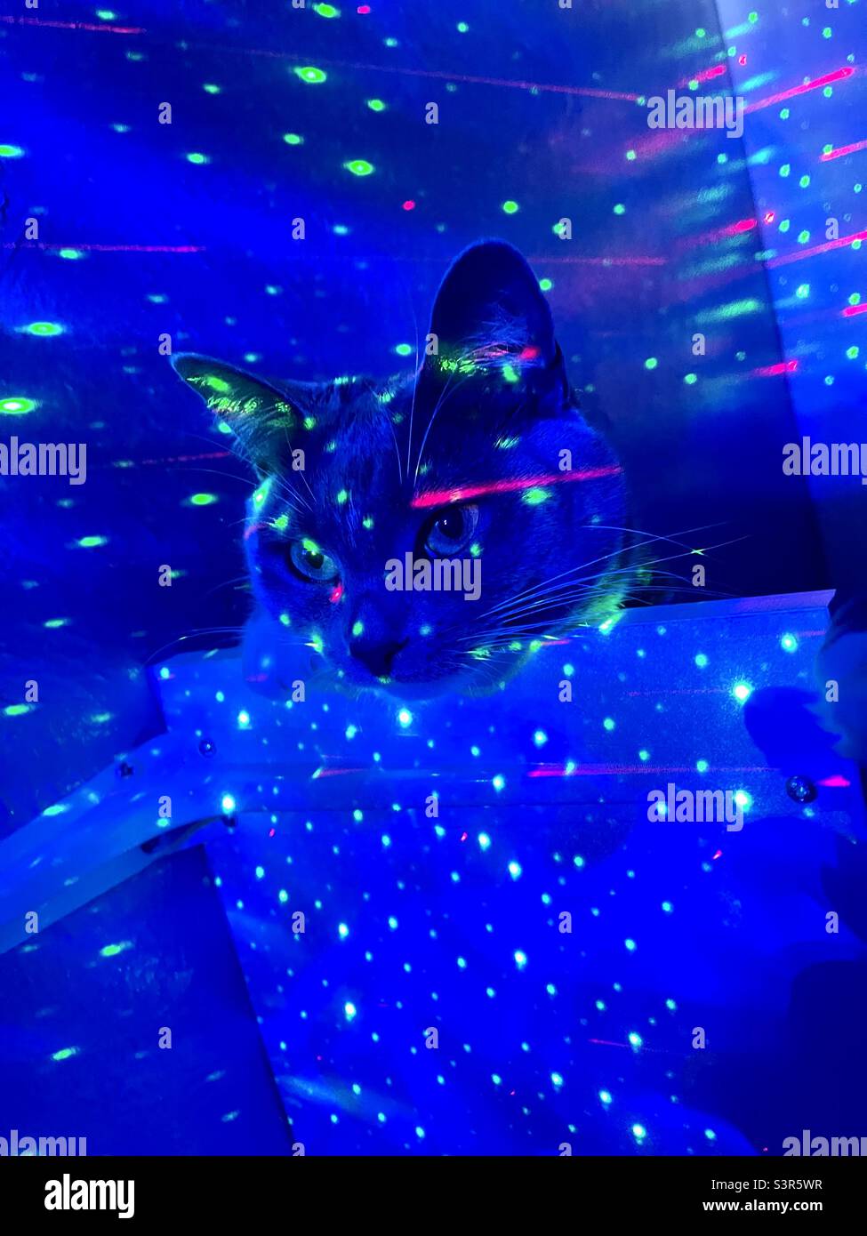 Cat head hanging over shelf in dark room with light projector, deep blue, neon green, red lines, nightclub space galaxy stars dark contrast colorful Stock Photo
