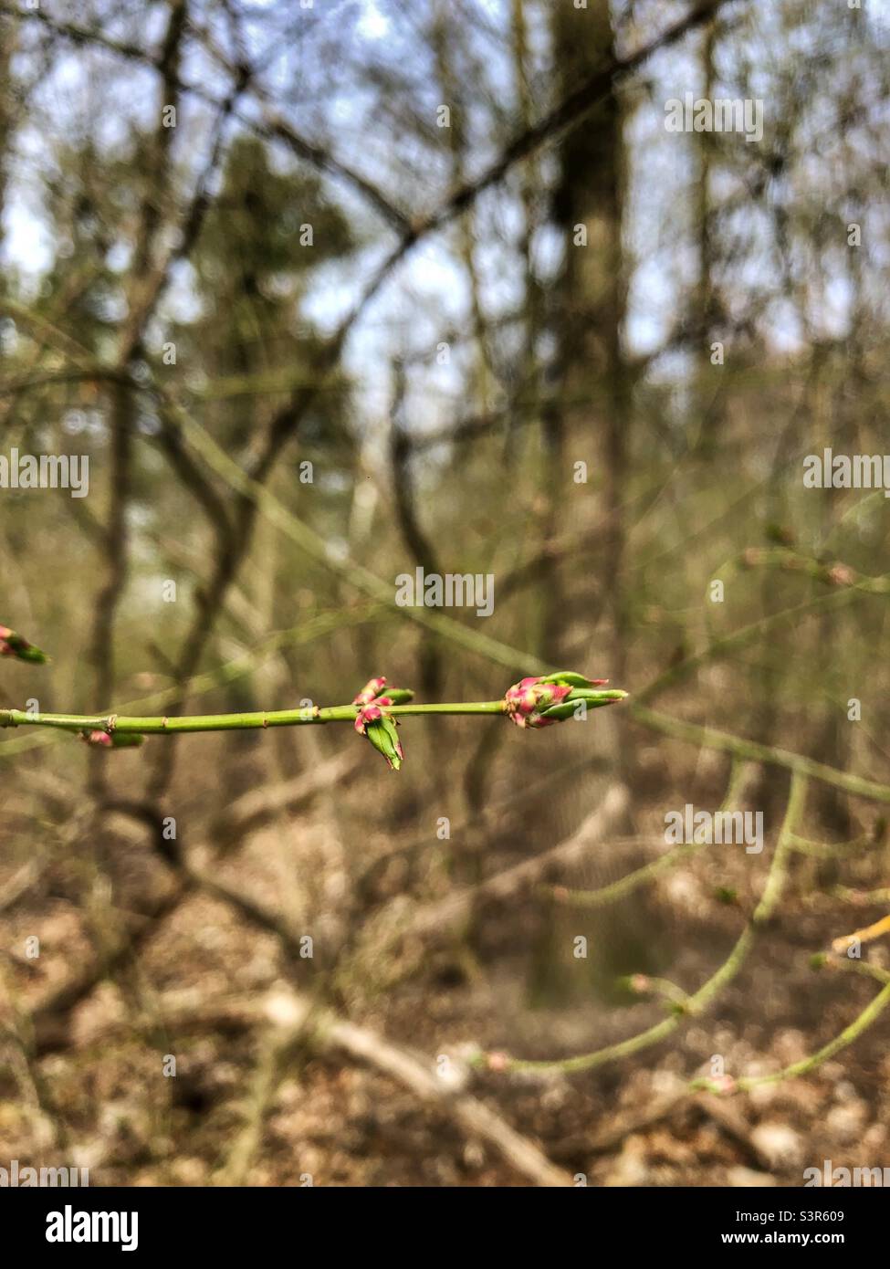 Signs of spring in the woods. - Smartphone Captured Stock Image