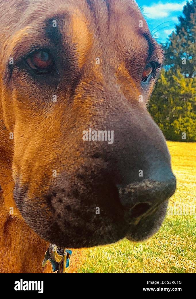 Outdoor Dog Portrait dog - Smartphone Captured Stock Image