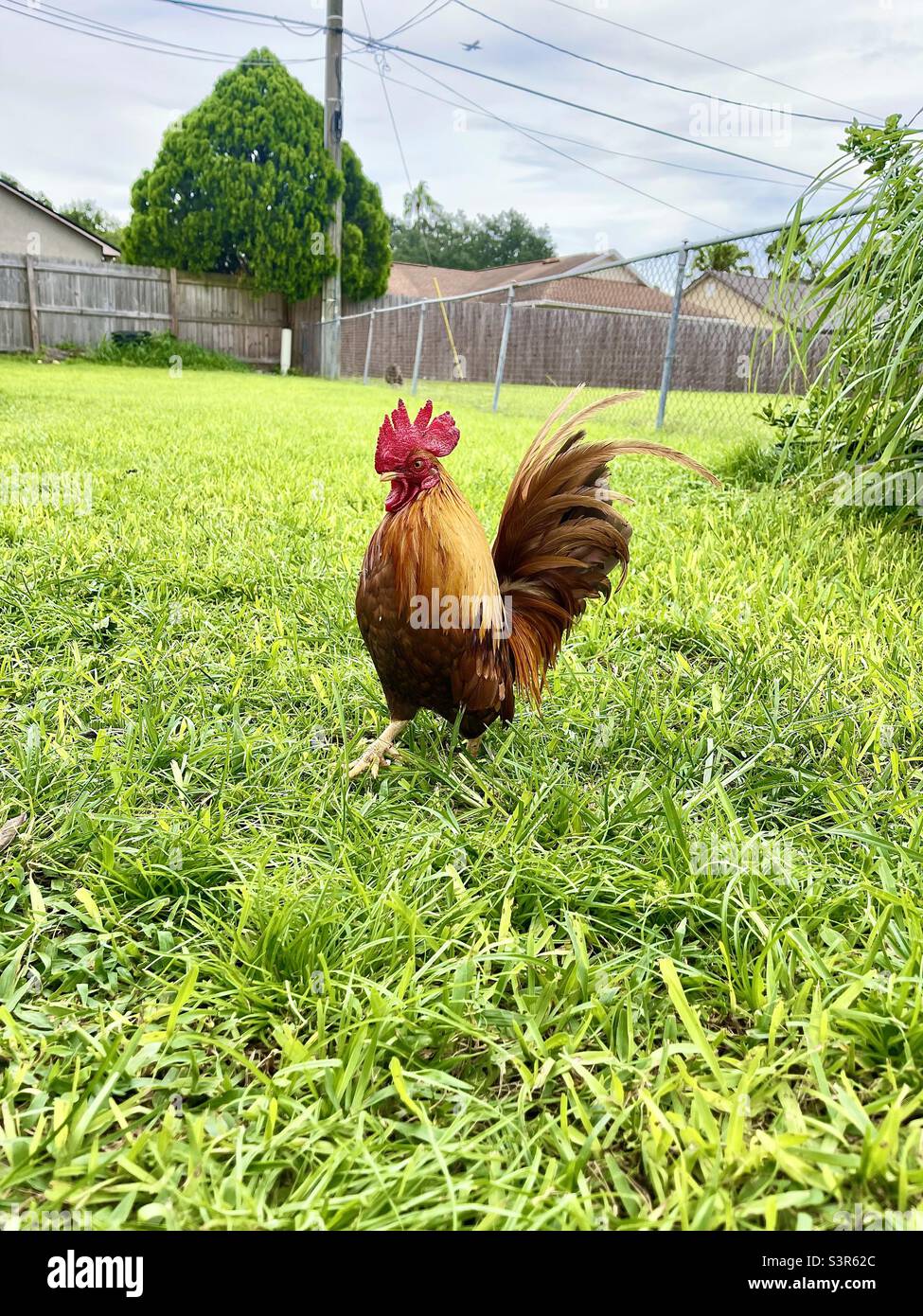 Fancy rooster chicken in grass yard in city neighborhood with chain