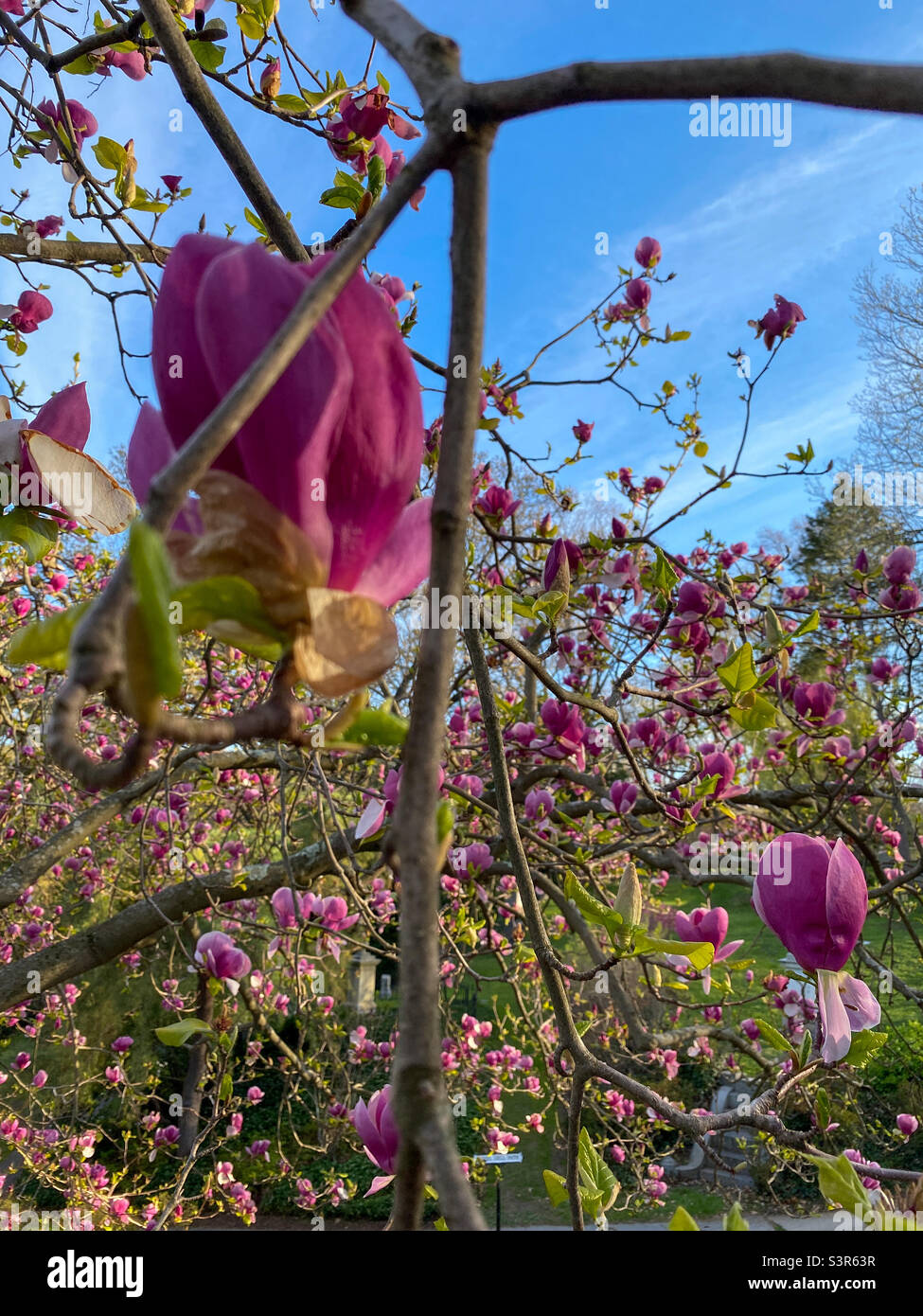 Spring flowers cemetery hi-res stock photography and images - Alamy