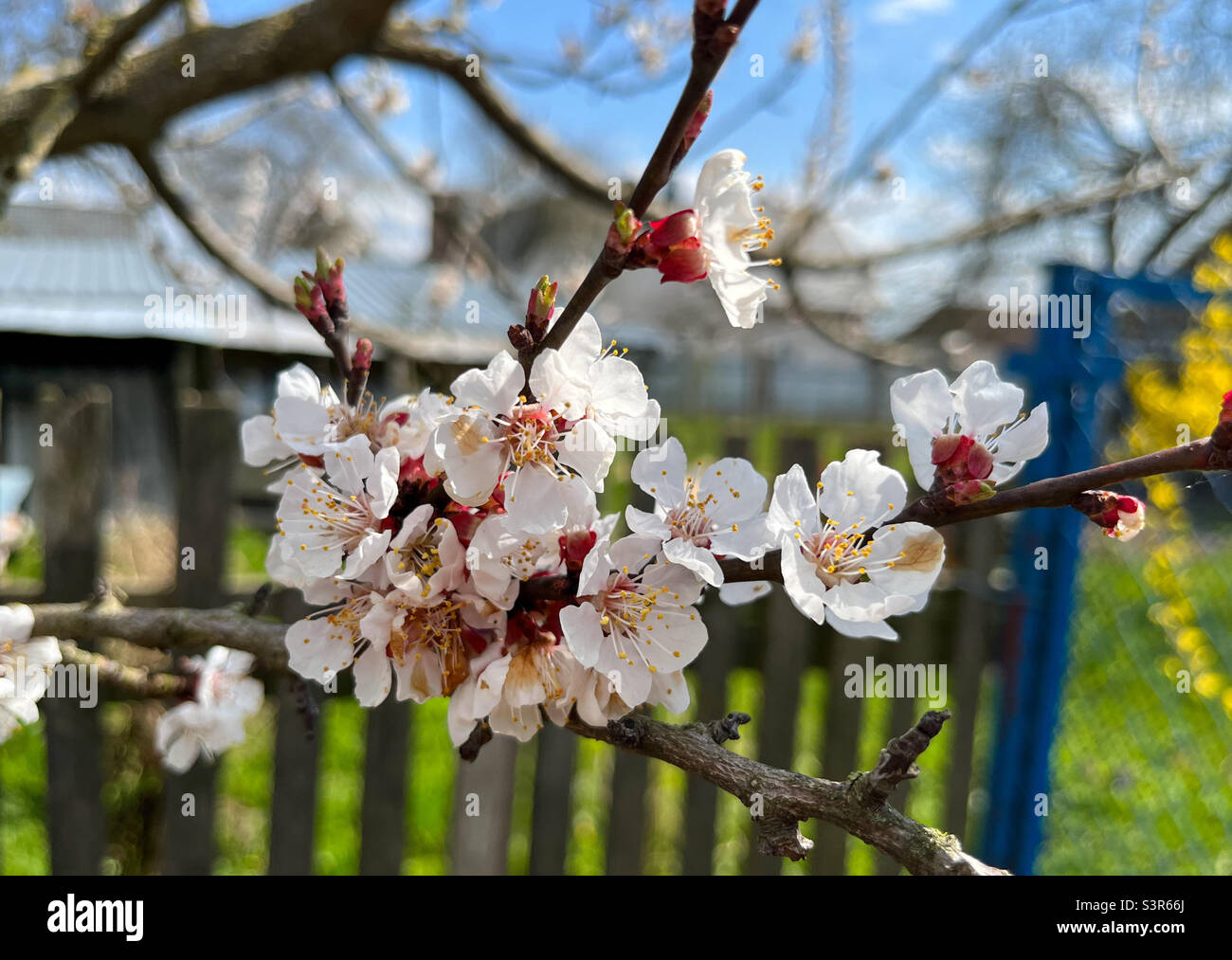 The common apricot (Latin Prunus armeniaca) is a fruit tree, a species from the Apricot (Armeniaca) section of the Plum genus (Prunus) of the Rosaceae family - Smartphone Captured Stock Image