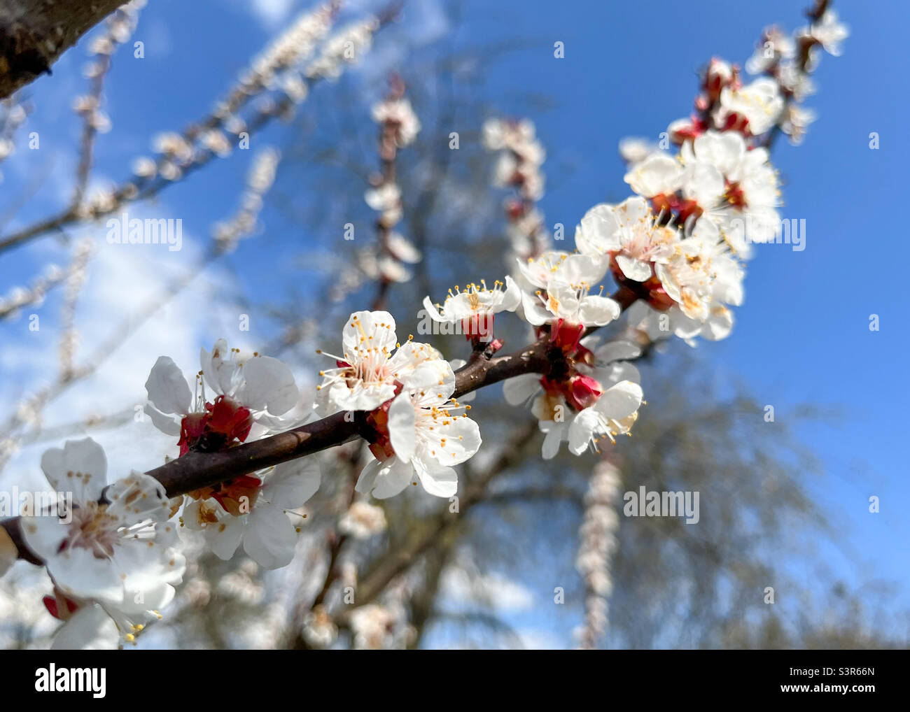 The common apricot (Latin Prunus armeniaca) is a fruit tree, a species from the Apricot (Armeniaca) section of the Plum genus (Prunus) of the Rosaceae family - Smartphone Captured Stock Image