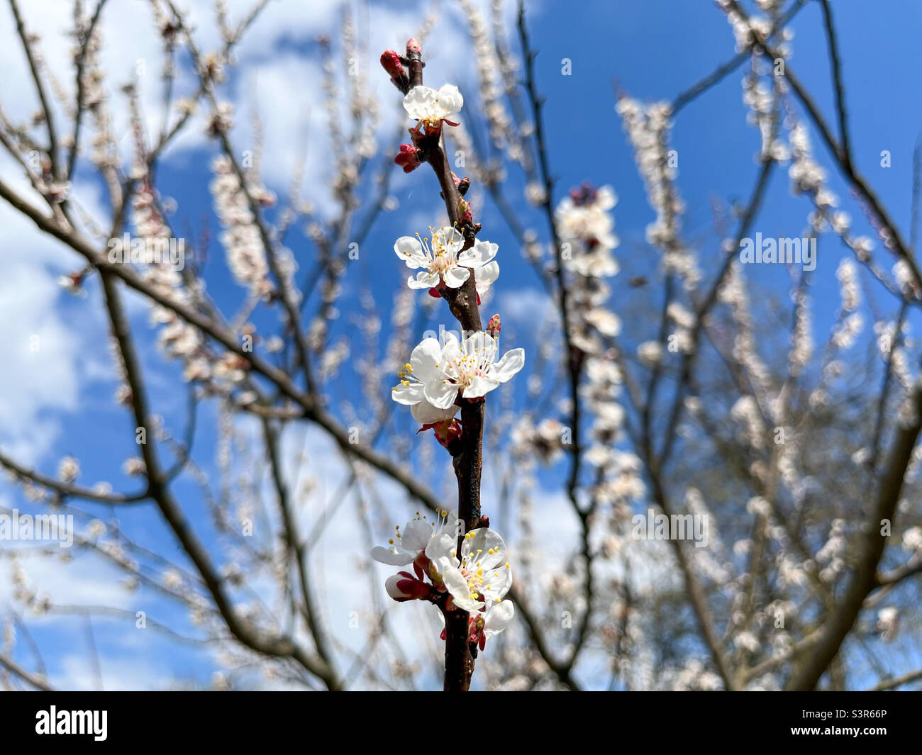 The common apricot (Latin Prunus armeniaca) is a fruit tree, a species from the Apricot (Armeniaca) section of the Plum genus (Prunus) of the Rosaceae family - Smartphone Captured Stock Image